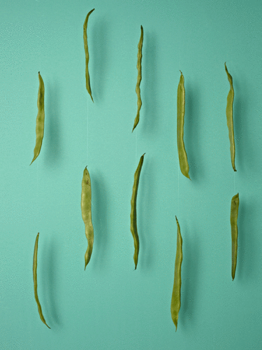 steffi b&uuml;hlmaier steffibuehlmaier - obstsalat - fruit art: green beans - stefanie manns